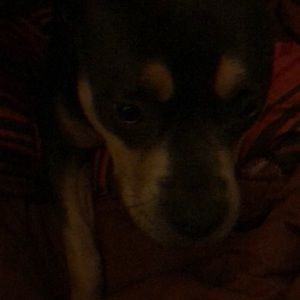 Meet your Posher, Mandre